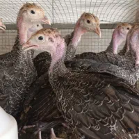 جوجه بوقلمون برنز...