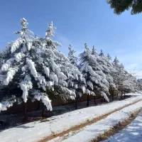 باغ-قدیمی-شیدان-با-امکانات-جار-زغمار-شیدان