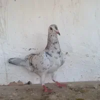 کبوترهفترنگ خطی ماده