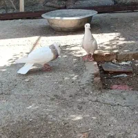 ۸کبوتر معاوضه با پرنده قفسی|پرنده|خرم‌آباد, |دیوار