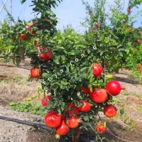 نهال انار واندرفول