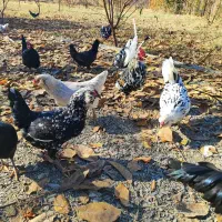 تخم مرغ نطفه دار گلین