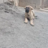 پژدر هفتاد روزه