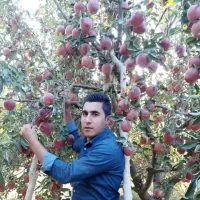 نهال فروشی جعفری|خدمات باغبانی و درختکاری|سردشت, |دیوار