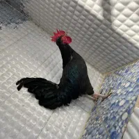 خروس سیاه کار درست