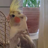 عروس هلندی گمشده|حیوانات|کرمان, |دیوار