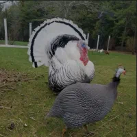 تخم نطفه دار ..بوقلمون ..