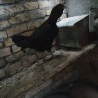 مرغ لاری فروشی