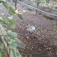 مرغ و خروس گلین کاکل ریش چهل تاج اصیل|حیوانات مزرعه|شهریار, رضی آباد بالا|دیوار