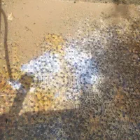 خدمات کفسابی کامیار|خدمات نظافت|امیدیه, |دیوار