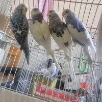 مرغ عشق مولد و جوجه هایش