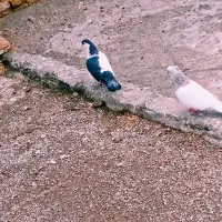 دوتا کفتر رنگه در حد