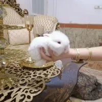 خرگوش لوپ هلندی