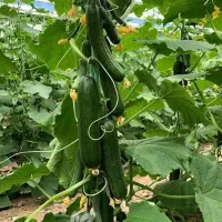 منشی خانم برای فروشگاه کشاورزی