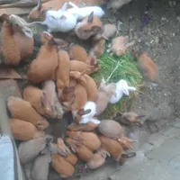 انواع نژاد خرگوش از ۱ ماه تا ۷ ماهه لوپ و جرسی