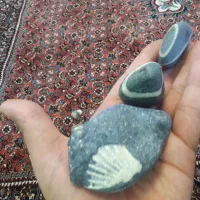 سنگ فسیل|کلکسیون اشیاء عتیقه|زنجان, |دیوار