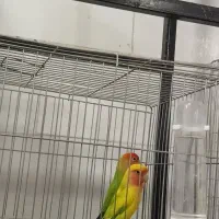 پرنده|پرنده|یزد, |دیوار