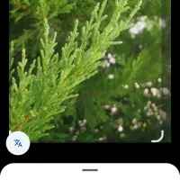 نشا لاوسون 20الی30