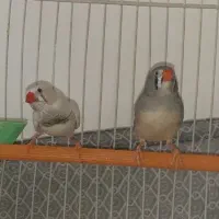 ۲ جفت فنچ