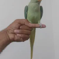 شاه طوطی|پرنده|بیرجند, |دیوار