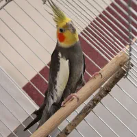 کبوتر|پرنده|زرند, |دیوار