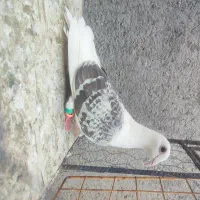 المانی پرشی گراف کله هما زاغ