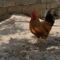 خروس|حیوانات مزرعه|چهارباغ, |دیوار