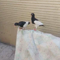 کفتر یهودی|پرنده|مشهد, ده دی|دیوار