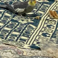 عروس هلندی