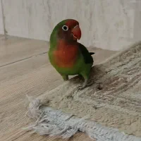 کوتوله برزیلی نر و ماده