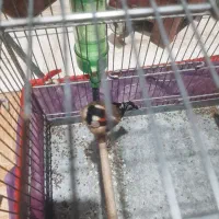 جوجه سهره مست|پرنده|کوهدشت, |دیوار