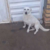 سگ پاکوتا