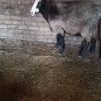 ۸راس میش جوان آبستن وبره دار
