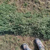 زمین گشاورزی