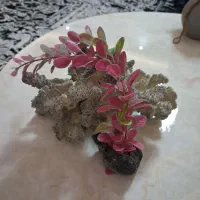 لوازم اکواریوم|ماهی|رشت, جهاد|دیوار