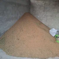 گندم تمیز