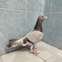 حیون سار کفتر بمب