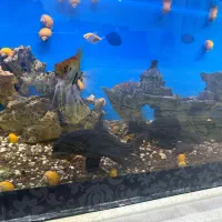 ماهی ،حلزون|ماهی|اسفرورین, |دیوار