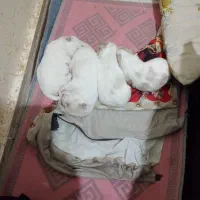 وارد سلام برادران عزیز ۴ تا سگ واگذار دارم پشمالو|سگ|بندر امام خمینی, |دیوار