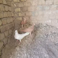 کفترزردپرنده زرد|پرنده|یزد, |دیوار