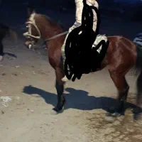 فروش اسب مادیان|اسب و تجهیزات اسبسواری|سبلان, |دیوار