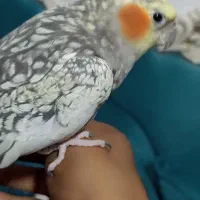 عروس هلندی پروانه ایی دارم برای فروش