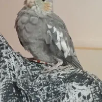 عروس هلندی اماده دستی کردن|پرنده|رامشیر, |دیوار