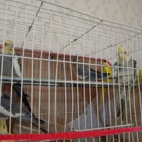 عروس هلندی و مرغ عشق