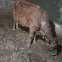 گاو|حیوانات مزرعه|بکتاش, |دیوار