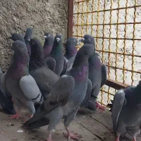 ۱۸تا سبز پاکستانی هارا ۴تا سیاه زاغ پاکستانی