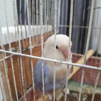 کوتوله برزیلی