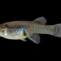 فروش عمده ماهی گامبوزیا