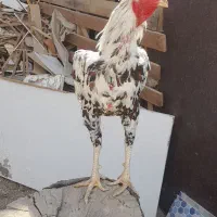 خروس لاری