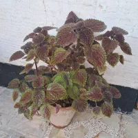 گل حسن یوسف و دیفن باخیا|گل و گیاه طبیعی|مرودشت, ژیان|دیوار